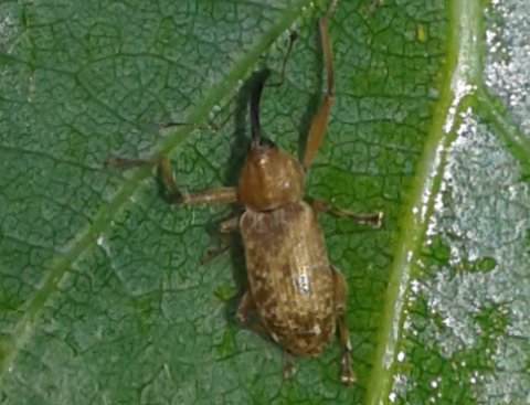 Curculionidae : Dorytomus sp.  ?  S, Dorytomus longimanus